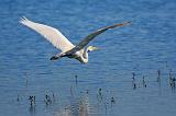 The Egret Is Flying_45301
